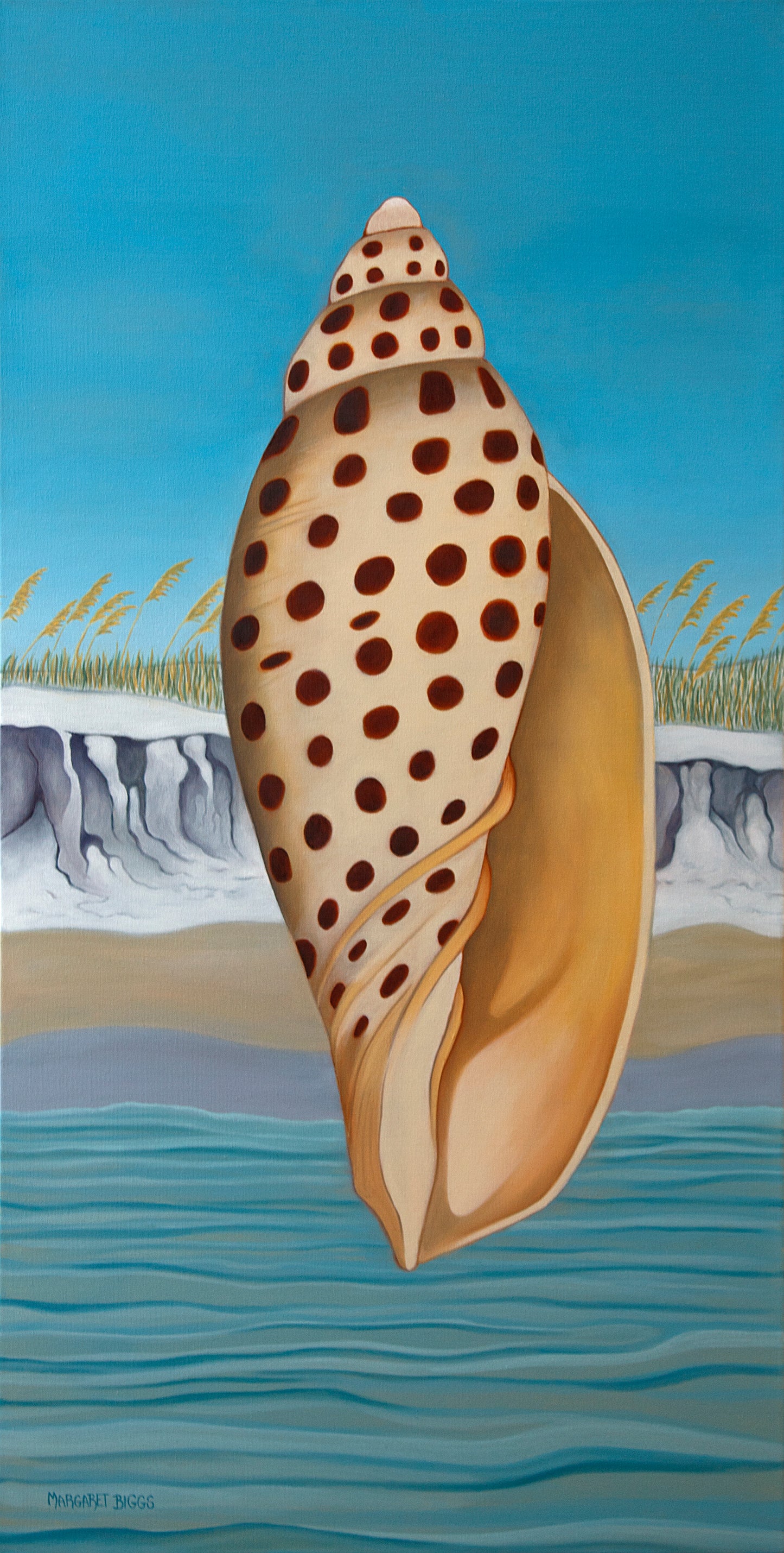 Junonia Shell